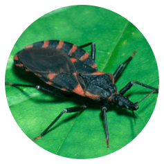 Kissing bug on plant Kissing bug on plant